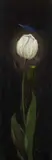 Franz Radziwill, Weiße Tulpe
