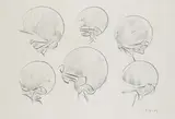 Fritz Koenig, Kugelkaryatide N.Y, 1969, Chalk drawing