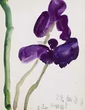 Iris by Klaus Fußmann, 1987, Watercolour, sold Mar 2006