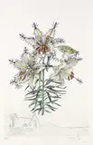 Lilium auratium formicans by Salvador Dalí, 1972, Drypoint, sold Mar 2006
