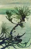Siegward Sprotte, Kiefernzweige, 1955, Watercolour
