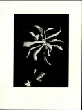 László Moholy-Nagy, 2 sheets: Blick von oben auf eine Straße. Fotogramm