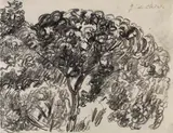 Giorgio de Chirico, Étude d'arbre