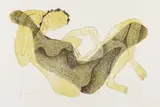 Henri Laurens, Femme allongée au bras levé, 1950, Lithograph in colours