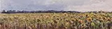 Friedel Anderson, Sonnenblumenfeld (Buchholz), 1992, Oil on cardboard
