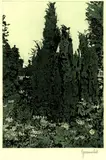 Herbert Grunwaldt, 3 Bll. Waldansichten, 1971, Etching
