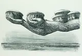 Edgar Ende, Die Schalen des Zornes, 1960, Lithograph