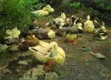 Alexander Koester, Enten am Lagerplatz