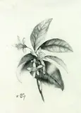 Friedrich von Olivier, Obstbaumzweig mit Blüten, 1817, Pencil drawing