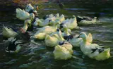 Alexander Koester, Enten in den See gehend