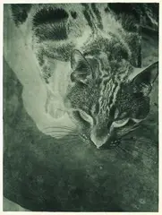 László Moholy-Nagy, Katze (Negativ-Abzug), 1926, Gelatin silver print