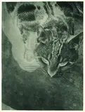 László Moholy-Nagy, Katze (Negativ-Abzug), 1926, Gelatin silver print
