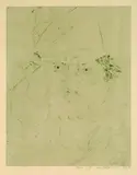 Horst Janssen, Selbstporträt, 1976, Drypoint