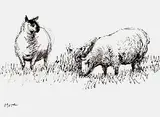 Henry Moore, Two Sheep, 1981, Pen and Indian ink drawing