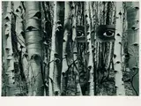 Herbert Bayer, Auf der Suche nach vergangenen Zeiten, 1959, Gelatin silver print