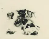Wilhelm Hackelberg, Kühe, 1939, Charcoal drawing