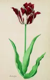 Pieter Holsteyn II, Tulpe: Brabantson, Watercolour