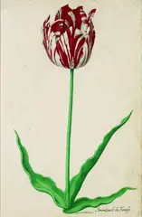 Pieter Holsteyn II, Tulpe: Ammirael de Franse, Watercolour