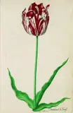 Pieter Holsteyn II, Tulpe: Ammirael de Franse, Watercolour