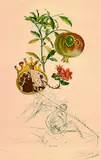 Grenade et l'ange by Salvador Dalí, 1969, Etching, sold Oct 2003