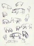 August Gaul, 6 Bll. Tiere, Lithograph