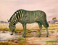 Rudolph Schulz-Borek, Zebra, Watercolour