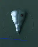 Paul Wunderlich, Männlicher Torso