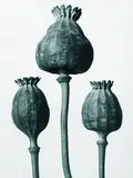 Karl Blosfeldt, Papaver orientalis (Mohn)