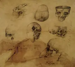 Wolfgang Bier, Indischer Schädel, 1978, Ballpoint drawing