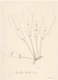 Rebecca Horn, Federhandschuh, 1972, Pencil on smooth drawing paper