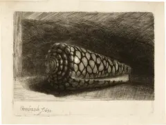 Rembrandt Harmensz van Rijn, Die Muschel (Conus Marmoreus) - The Shell, 1650, Etching, engraving and drypoint on laid paper, possibly with  parts of the watermark "Foolscap with Five-Pointed Collar", Hinterding watermark (vol. II, p. 288 and vol. III, p. 224)
