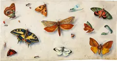 Ferdinand van Kessel the Elder, Schmetterlinge, Circa 1675, Pen and ink on vellum