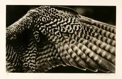 Balthasar Burkhard, Flügel. - Flügel, 1993 and 2002 respectively, 2 heliogravures on wove paper