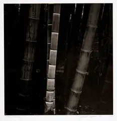 Balthasar Burkhard, Phyllostachys, 1990, Portfolio with 4 serigraphs