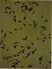Susan Derges, Spawn XIV, 1992, Cibachrome Print