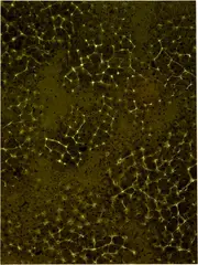 Susan Derges, Spawn V, 1992, Cibachrome Print