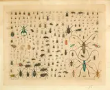 Aloys Zötl, Insecten Tab. VI, 1862, Opaque and gold paint