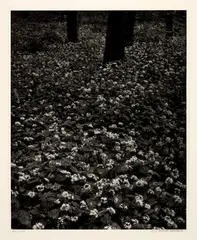 Blüten im Wald by Balthasar Burkhard, 2003, Heliogravure, sold Jun 2023