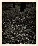 Balthasar Burkhard, Blüten im Wald, 2003, Heliogravure