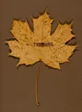 James Lee Byars, TH FI TO IN PH