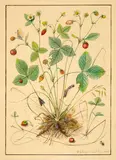 Niklaus Stoecklin, Walderdbeere mit Insekten