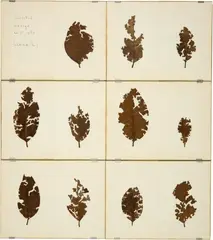 Herman de Vries, Collected: Mériga 20 II 1980, 1980, Title page and 11 leaves on paper
