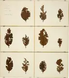 Herman de Vries, Collected: Mériga 20 II 1980