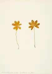 Herman de Vries, Collected kandersteg - stock, 1977, Collage with two leaves