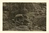 Franz Gertsch, Cima del Mar (Ausschnitt), 1992, Woodcut