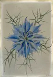 Niklaus Stoecklin, Blaue Kornblume