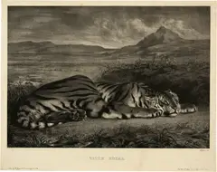 Eugène Delacroix, Tigre royal, 1829, Lithograph on wove paper