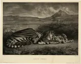 Eugène Delacroix, Tigre royal