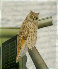 Adolf Dietrich, Eule im Winter, 1945, Oil on cardboard