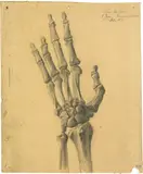 Karl Stauffer-Bern, Knochenstudie einer linken Hand, Pencil drawing